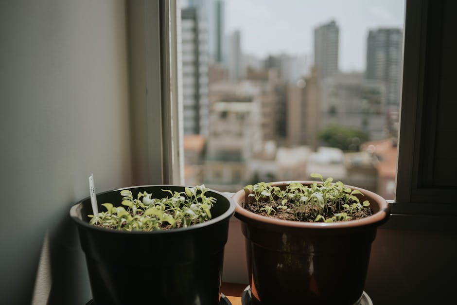 Growing Herbs Indoors: Fresh Flavour All Year Round